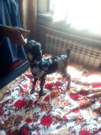 Нубийские козы