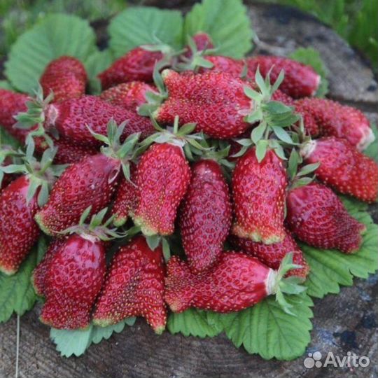 Клубника Купчиха
