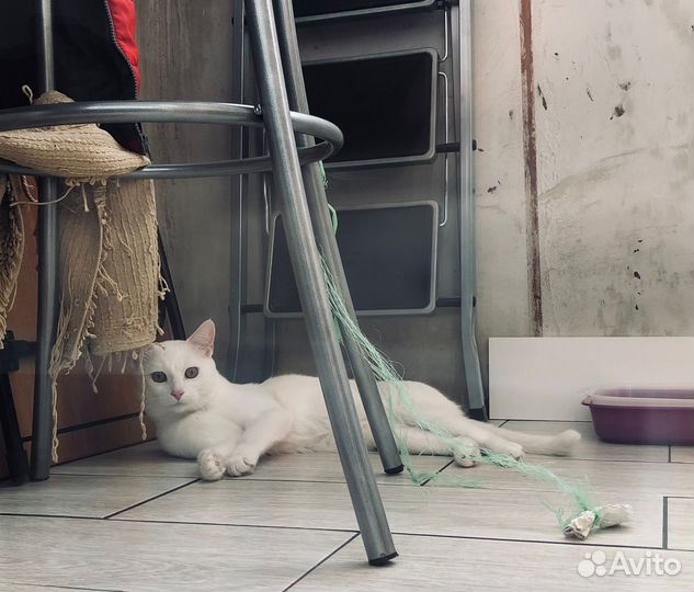 Белый котик