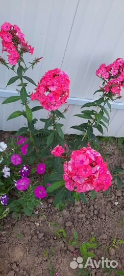 Многолетние садовые цветы флоксы