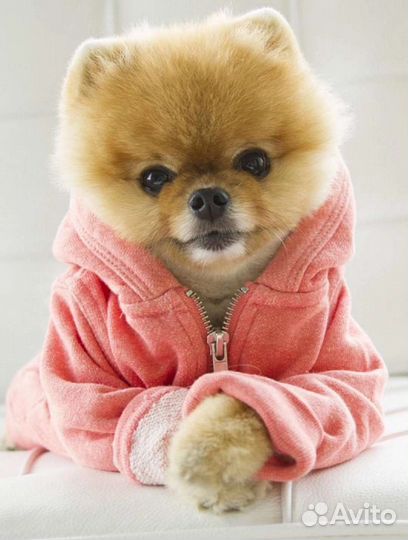 Сухой корм для собак