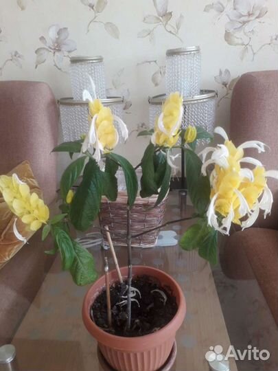 Комнатные растения