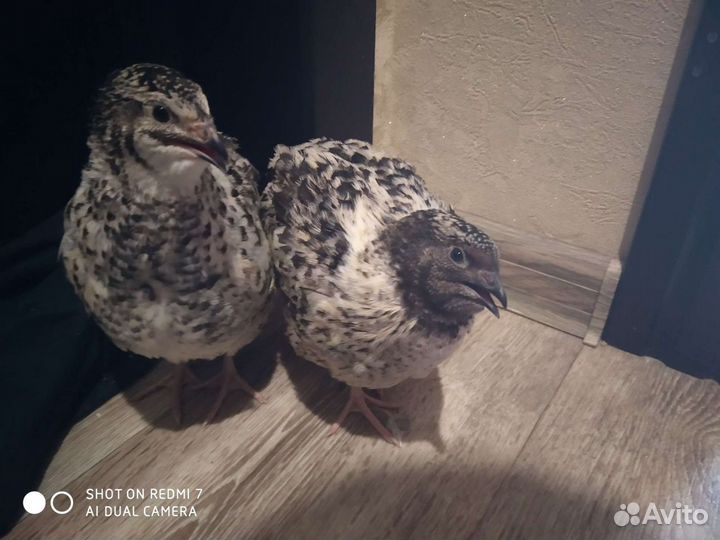 Яйца перепелиные, столовые, инкубационные