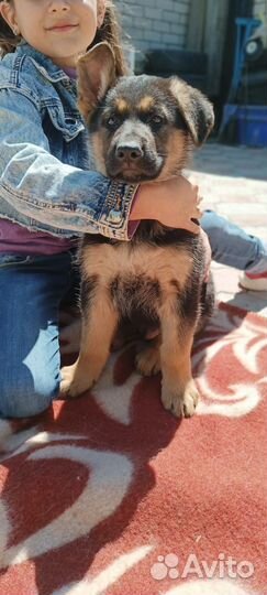 Продаются щенки немецкой овчарки