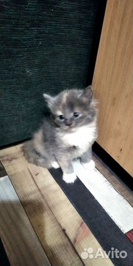 Котята 2 месяца в добрые руки