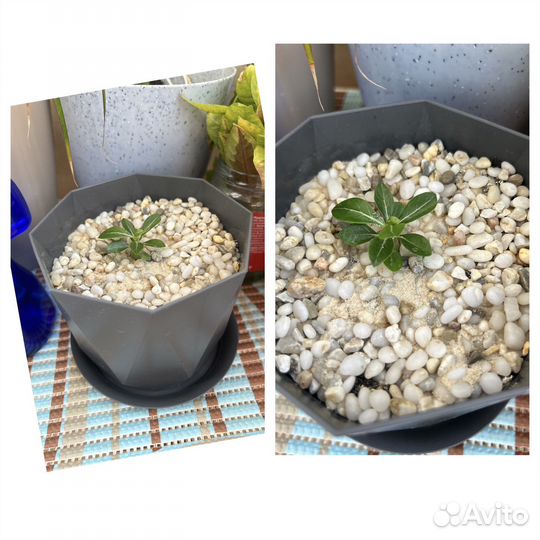 Комнатные цветы адениум