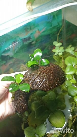 Рыбки, креветки, улитки, растения