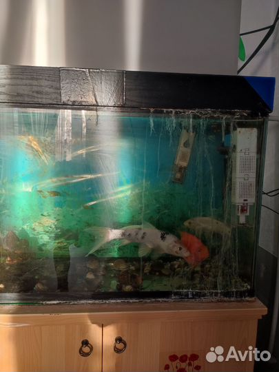 Аквариум 250л