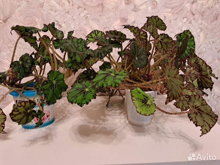 Аглаонема, Адиантум, Бегония, Декабрист,Ктенанта