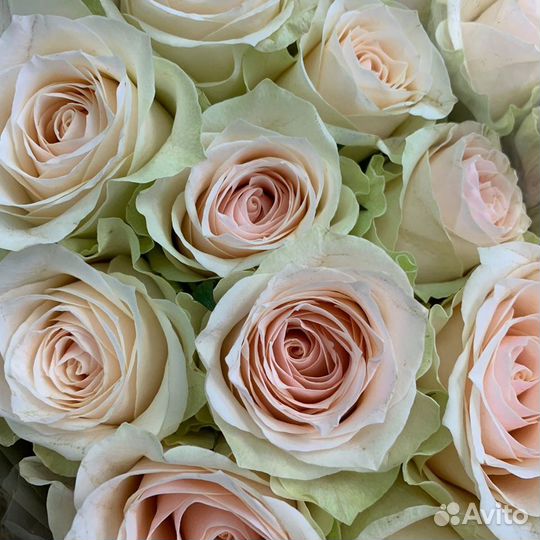 Букет из роз Jeanette Премиум 60 см