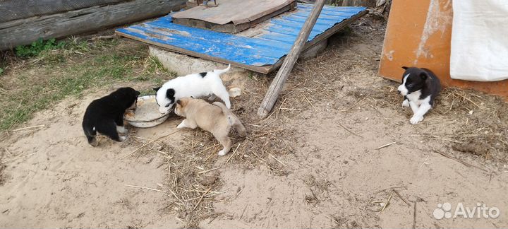 Щенки хаски