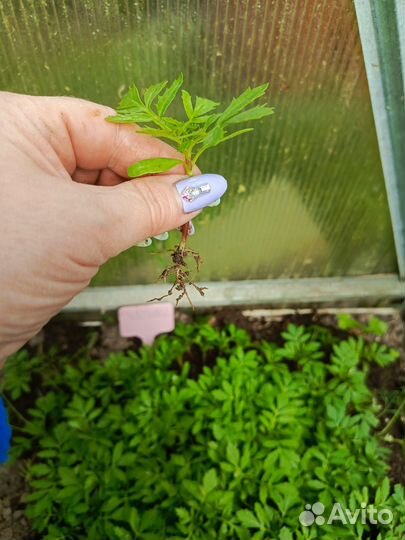 Рассада бархатцев