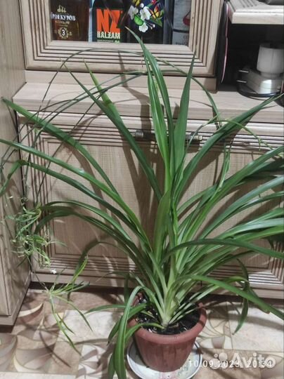 Комнатные цветы