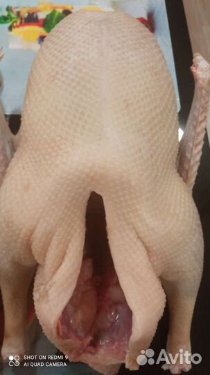 Мясо домашних уток, гусей, мулардов