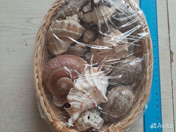 Набор морских ракушек и камешков