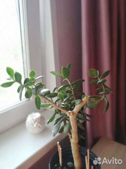 Толстянка (денежное дерево, долларовое дерево)