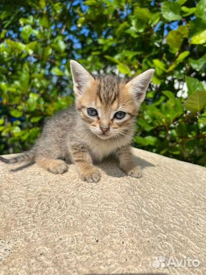 Котенок 1.5 месяца ищет дом