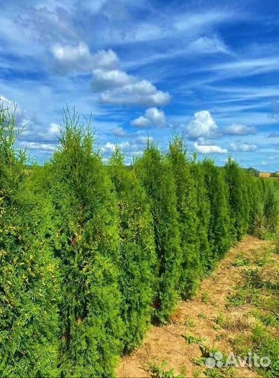 Туя Колумна/В розницу