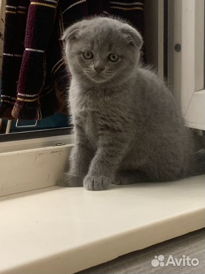 Британские вислоухие котята