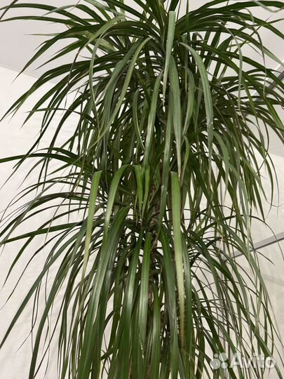 Драцена окаймленная