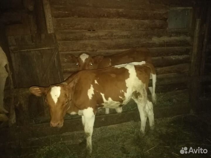 Телята:тёлки и бычки