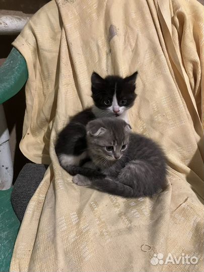 Котята бесплатно