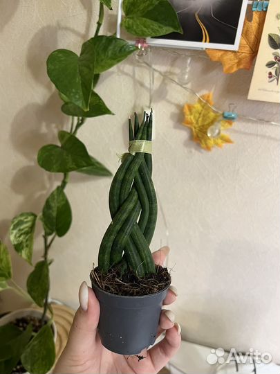 Сансивиерия цилиндрика