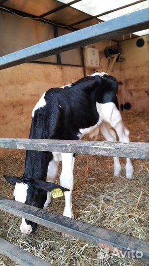 Быки и телки