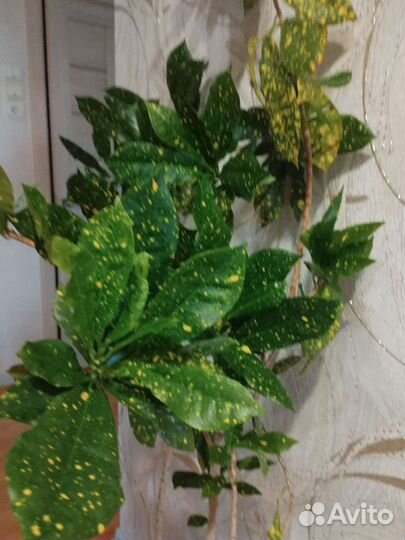 Аукуба японская