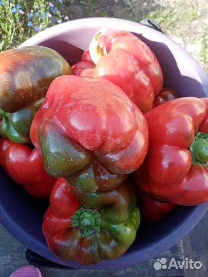 Рассада перца сладкого болгарского