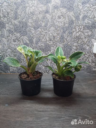 Филодендрон Биркин