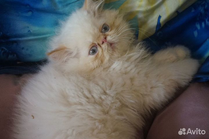 Персидские братики