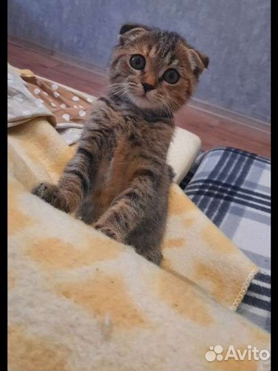 Кошка