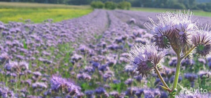 Фацелия, семена от производителя оптом