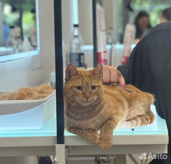 Груминг кошек