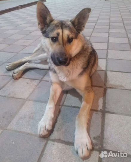 Собака в добрые руки отдам бесплатно