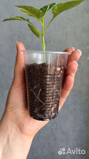 Острый перец комнатный