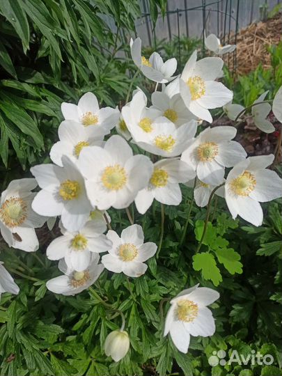 Ясколка войлочная,анемона,медуница,камнеломка Арен