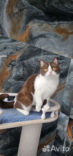 Британская девочка