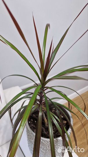 Драцена маргината