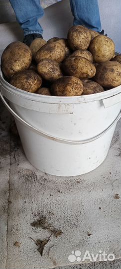 Продам картофель урожай 2023