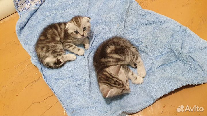 Шотландские прямоухие котята и вислоухие