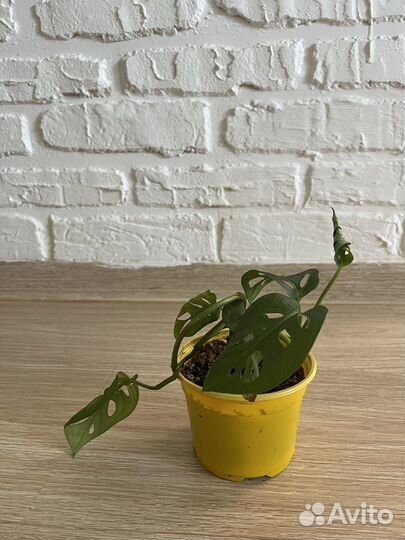 Монстера манки маск