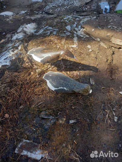 Гусиные профиля