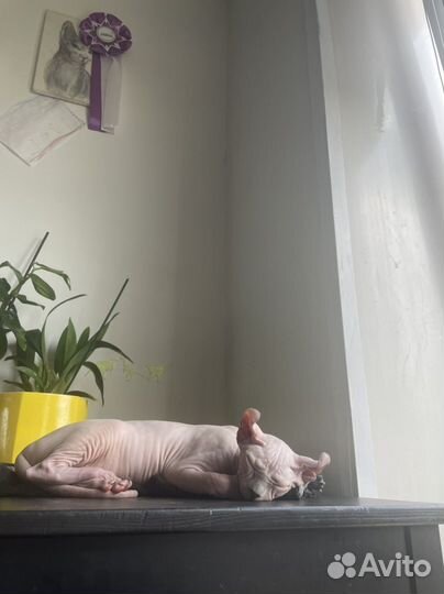 Котенок эльф с32