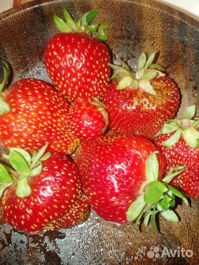 Саженцы ремонтантной клубники