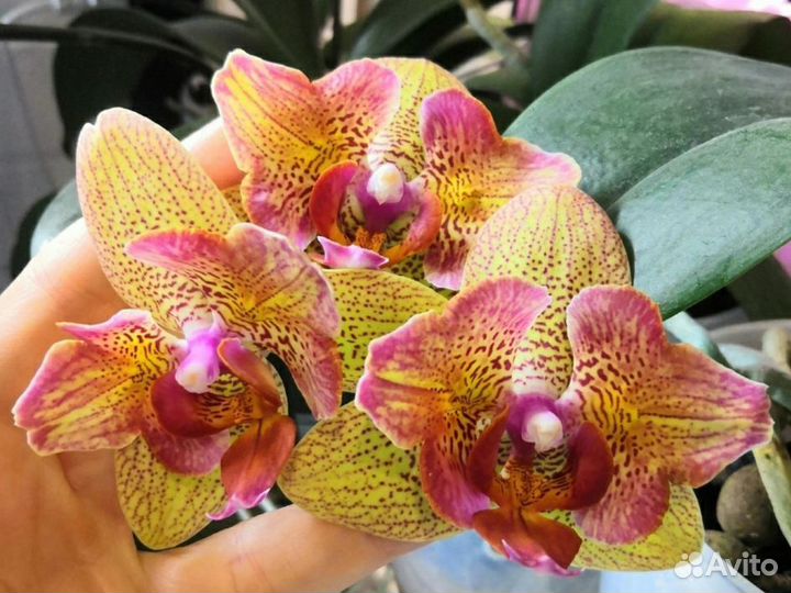 Орхидея фаленопсис бабочка детка Lancer