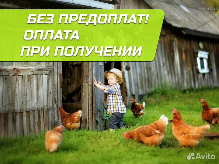 Куры несушки Коричневые