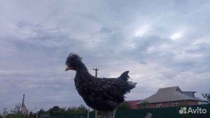 Цыплята поместные, мясо-яичных пород