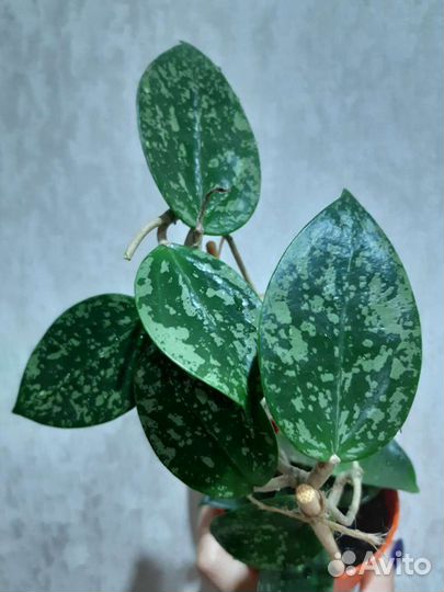 Хойи сортовые срезом